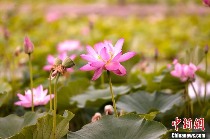 角子機：新疆五家渠市500余亩荷花陆续绽放迎客
