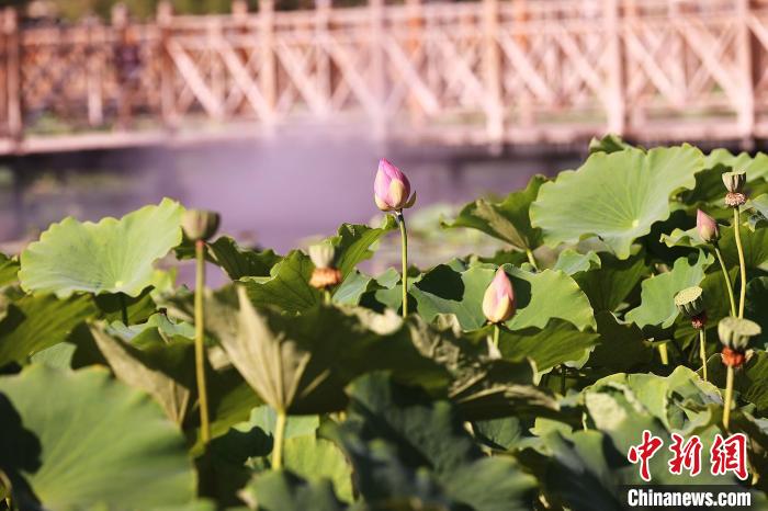 角子機：新疆五家渠市500余亩荷花陆续绽放迎客