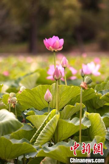 角子機：新疆五家渠市500余亩荷花陆续绽放迎客