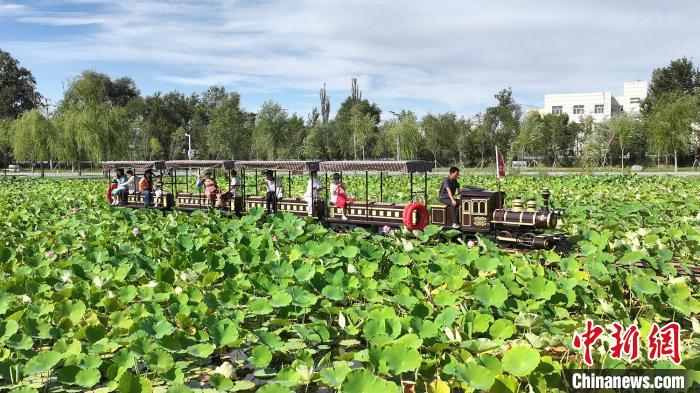 角子機：新疆五家渠市500余亩荷花陆续绽放迎客