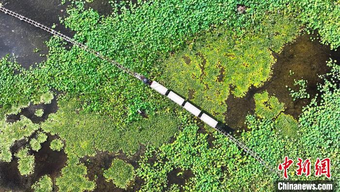 角子機：新疆五家渠市500余亩荷花陆续绽放迎客