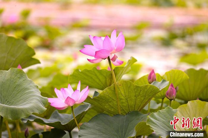 角子機：新疆五家渠市500余亩荷花陆续绽放迎客