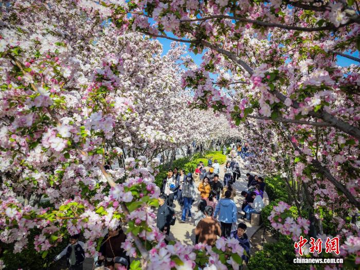 on9star娛樂：天津：民众户外踏青赏花沐春风