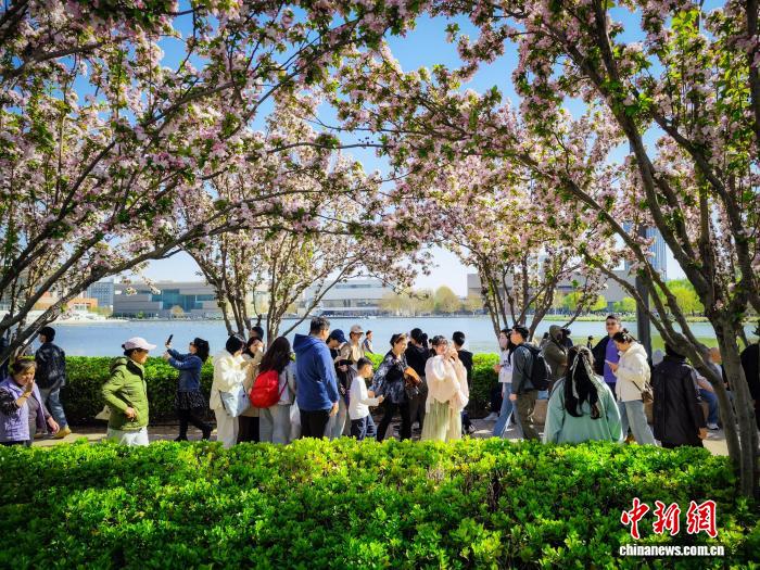 on9star娛樂：天津：民众户外踏青赏花沐春风